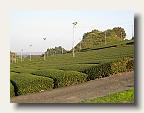 The neat and orderly green tea farms of Shizuoka prefecture. IMG_6134